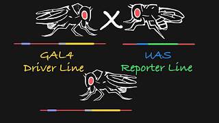 GAL4UAS and LexALexAop Explained [upl. by Drawets]