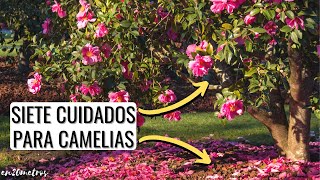 Principales CUIDADOS PARA CAMELIAS crece más rápido más verde y con más flores  en20metros [upl. by Eraste978]