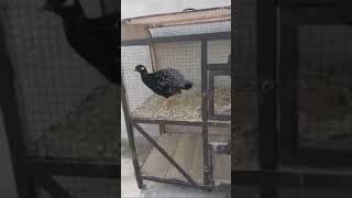 Kala teetar ki Awaz  Black Francolin Voice youtubeshorts blackfrancolinvoice kalateetarkiawaaz [upl. by Anna-Diana680]