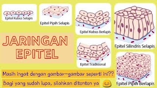 JARINGAN EPITEL [upl. by Airdnahc]