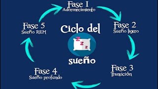 🔴 FASES DEL SUEÑO  FASE NO REM  FASE REM [upl. by Angela]