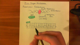 Zinc Finger Nucleases [upl. by Lussier]