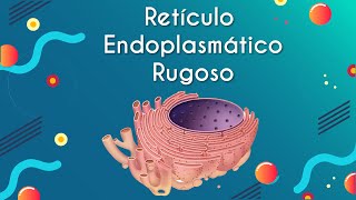 Síntesis de proteínas  Biología  Educatina [upl. by Ettesoj]