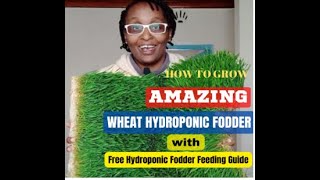 Step by step HOW TO GROW WHEAT HYDROPONIC FODDER Pigs cattle chicken rabbits goats sheep [upl. by Nwadal]