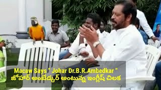 Macaw Parrot Bird Says Johar BR Ambedkar  This Exotic Bird Speaks in Telugu Language  Bird Talk [upl. by Anitsuga]