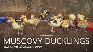 Muscovy Ducklings RAMBON16 Days to 18 Days Old [upl. by Brightman288]