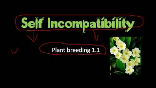 Self incompatibility in plants and significance in plant breeding [upl. by Eilliw924]