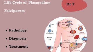 Life cycle of Plasmodium falciparum Part 1 [upl. by Nitsirk]