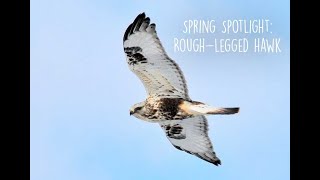 Spring Spotlight  The RoughLegged Hawk [upl. by Inigo]