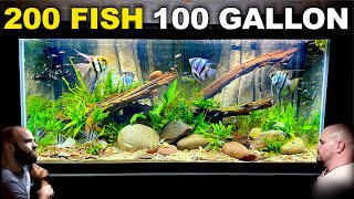 100 Gallon Angelfish amp Neon Tetra Tank w Custom 3D Background Aquascape Tutorial [upl. by Aerdnahc]