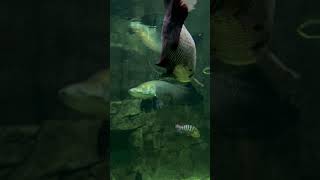 Feeding giant arapaima 🤯fish arapaima [upl. by Zacek689]