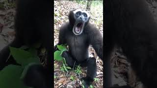 Singing gibbon shorts wildlife gibbon animalshorts wildlifevideography amazing doyoulikeit [upl. by Andres]