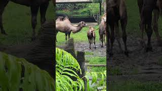 駱駝Bactrian CamelTaipei Zoo [upl. by Eneles]