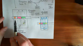 Tetracycline Antibiotics Part 4 [upl. by Wavell385]