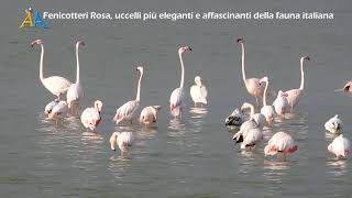 Fenicottero Rosa Phoenicopterus Roseus uccelli più eleganti e affascinanti della fauna italiana [upl. by Nosretep]