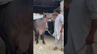 cowbeauty keşfet cow bull explore cattle syedfahad cute animals cowvideos [upl. by Langelo575]