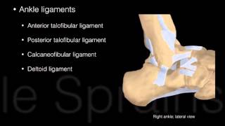 Ankle and Foot Structure and actions [upl. by Azar569]