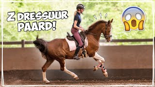 VOOR HET EERST OP EEN Z DRESSUURPAARD RIJDEN 😱 GAAT DIT WEL GOED  Vlog 91  Daphne draaft door [upl. by Nauqel]