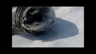 Weddell Seal Nose Yoga [upl. by Anayaran]