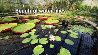 Beautiful water lilies in Kew Gardens Nymphaeaceae [upl. by Myer]