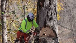 Columbia County Tree Trimming [upl. by Grube329]