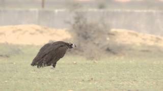 Cinereous Vulture  Majestic Walk [upl. by Edva371]