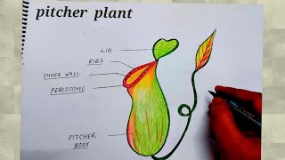 how to draw pitcher plant I how to draw pitcher plant easy I how to draw pitcher plant with colour [upl. by Tegdirb]