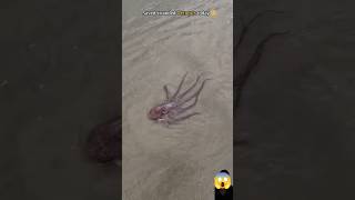 Rescue mission helping this octopus find its way home 🥺 [upl. by Terina691]