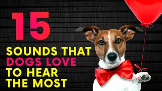 15 Sounds That Dogs Love To Hear The Most [upl. by Aneryc]