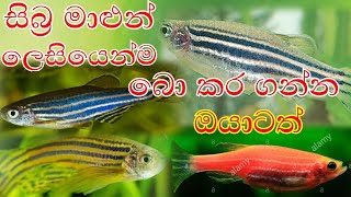 Zebrafish සිබ්‍ර මාළුන් ගැන විස්තරෙ [upl. by Enirac]