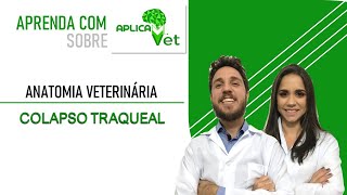 Anatomia Veterinária  Colapso Traqueal  Anatomia Aplicada a Traqueia [upl. by Schilit]