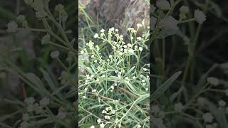 Parthenium hysterophorus flower Indian Telangana garlapadu Village nature life [upl. by Cloots]