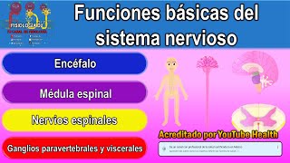 Fisiología sistema nervioso  Sistema nervioso  Sistema nervioso central y periférico [upl. by Noryk]