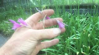 Growing dierama at stinky ditch nursery July ‘19 [upl. by Ddarb]