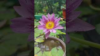 Pink Capensis waterlily artificial pond flowers photography nature nymphaea gardening kokan [upl. by Acined]