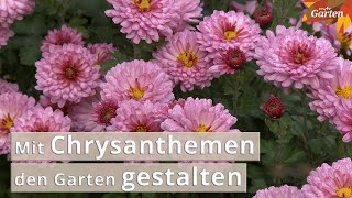 Chrysanthemen zaubern Farbe in den Herbst  MDR Garten [upl. by Karie]