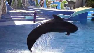 Argo the Pilot Whale in Dolphin Days at SeaWorld San Diego 91718 [upl. by Cima14]