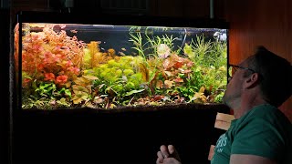 THE RAREST AQUARIUM PLANTS IVE EVER SEEN [upl. by Rillings586]