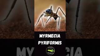 Myrmecia pyriformis Ogromne Oczy i Agresywne Zachowanie 🐜 [upl. by Aiza516]