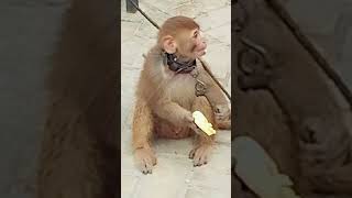 monkey eating banana 🐵🍌shorts monkey shortvideoshortsviralshortsfeedshortsyoutubeminizoo [upl. by Arinaj67]