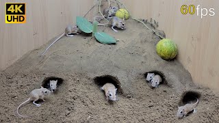 Cat TV for cats to watch mouse digging burrows in sand and squeaking 8 Hour 4k UHD [upl. by Naujal526]