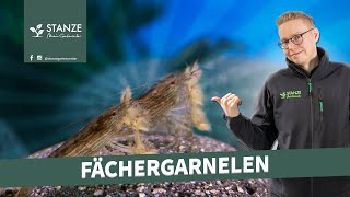 Fächergarnelen im Aquarium [upl. by Benia]