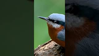 Chestnutbellied Nuthatch A Rare Moment of Stillness [upl. by Niven656]