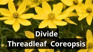 How To Divide Coreopsis Zagreb Threadleaf Tickseed [upl. by Cecilio]