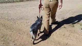 How to Teach Your Dog to HEEL Part 1 setting up the foundation [upl. by Atig]