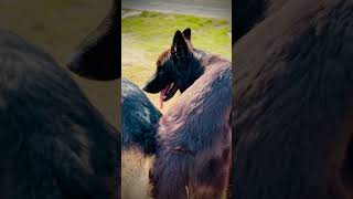 German Shepherd Dog mating  Dog Mating  Jeggy mating done shortvideo foryou viral dog [upl. by Teddi]