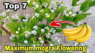 Top 7 Simple secret to grow mogra plant Get 100 maximum flowering [upl. by Aylmer]