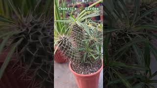 Pachypodium Lamerei Clump from My 🌵 Collection [upl. by Lynnette]