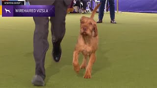 Wirehaired Vizslas  Breed Judging 2024 [upl. by Redyr693]