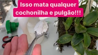 RECEITA PARA MATAR COCHONILHA E PULGÃO NA HORA [upl. by Hendren617]